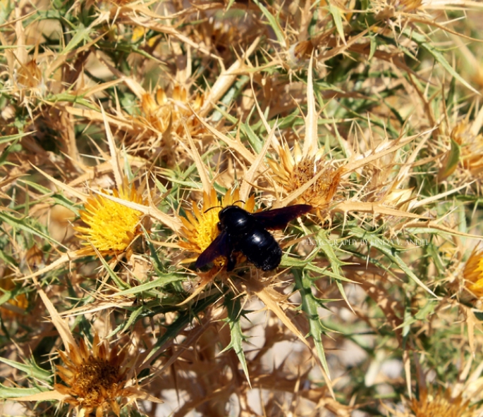 Flora en fauna Kreta Blog